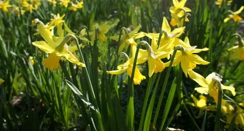 Daffodils in bloom in the spring Stock Photos