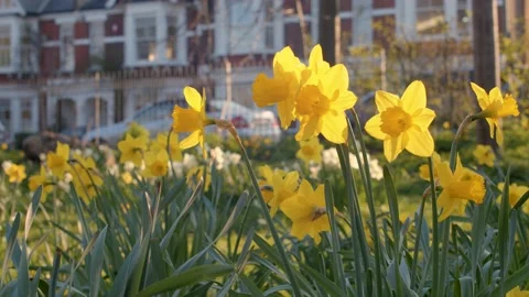 Daffodils in bloom in a urban park in spring time on a sunny day Stock Footage 150907944