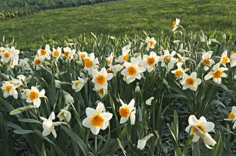 Daffodils blooming Stock Photos
