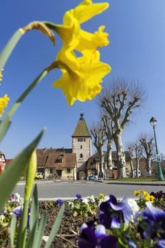 Daffodils blooming in spring in front of the medieval fortified town of Nie.. 스톡 사진