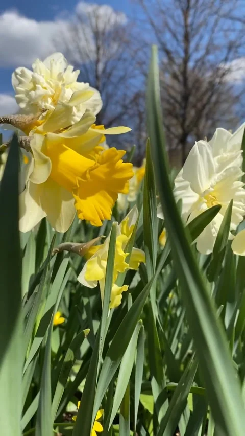 Daffodils blooming in spring garden with cloudy sky background and bare tre.. Stock Footage 311045624