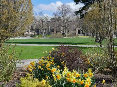 Daffodils blooming in springtime with generic gothic style college buildings Stock Photos