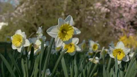 Daffodils in blossom in the park Stock Footage 155127978
