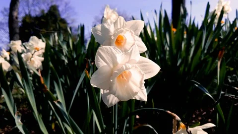 Daffodils blowing slowly in the wind Stock Footage 128389019