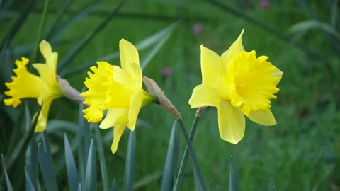 Daffodils blowing in the wind Stockbeeldmateriaal 153950788