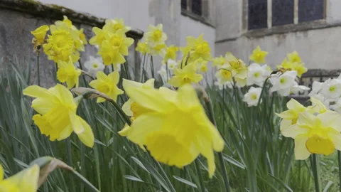 Daffodils blowing in the wind Video stock 237196959