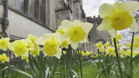 Daffodils blowing in the wind Video stock 240401428