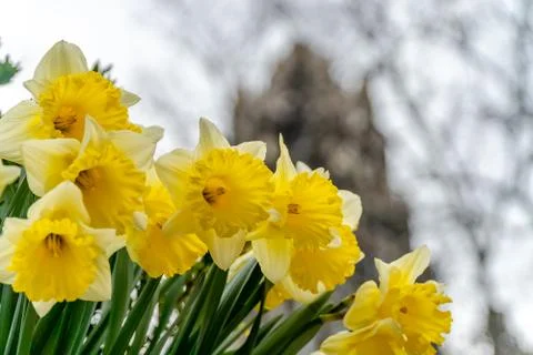 Daffodils with bokah Stock Photos