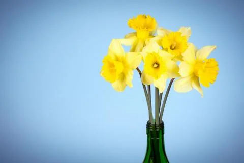 Daffodils in bottle Stock Photos