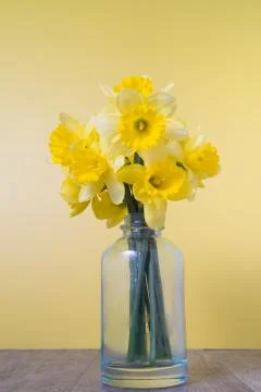 Daffodils in a bottle on a yellow background Stock Photos