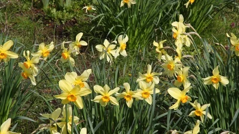 Daffodils in breeze Stock Footage 87966173