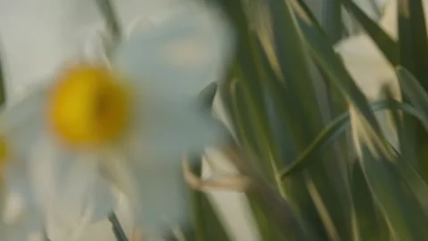 Daffodils in Breeze Stock Footage 132467612
