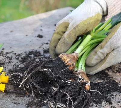 Daffodils bulbs unearthed Stock Photos