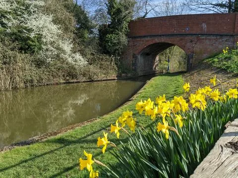 Daffodils by the canal Stock Photos