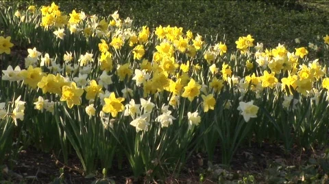 Daffodils in Central Park 스톡 동영상 455171