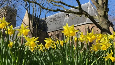 Daffodils church background 動画素材 150784343