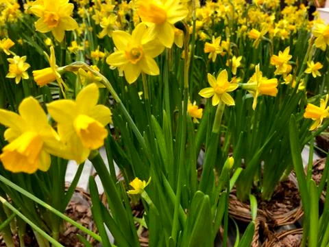 Daffodils close up. Daffodils in pots. Foto stock
