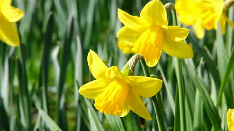 Daffodils close up Video stock 36818533
