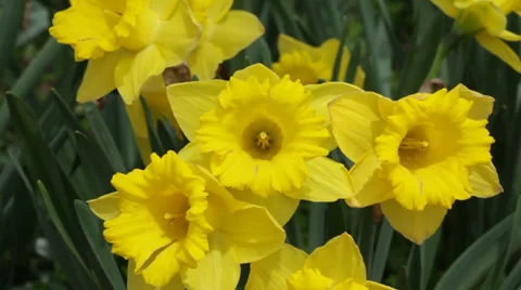 Daffodils in close-up Stock Footage 38826402