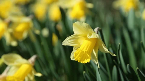 Daffodils Close Up 스톡 동영상 39375581