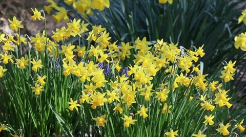 Daffodils close up of large bunch growing wild Stock Footage 36189580