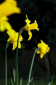 Daffodils close up Stock Photos