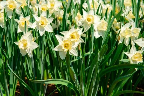 Daffodils close-up Foto stock