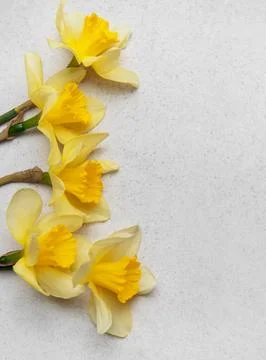 Daffodils creating a vibrant spring border on neutral background Stock Photos