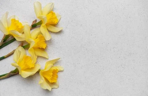 Daffodils creating a vibrant spring border on neutral background Stock Photos
