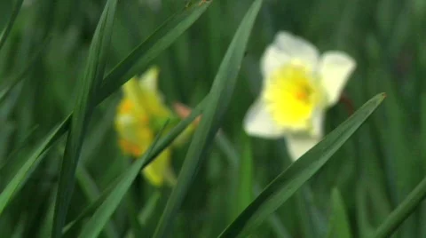 Daffodils CU Stock Footage 647869
