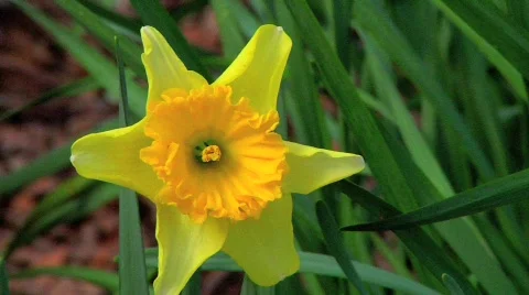 Daffodils CU Stock Footage 647876
