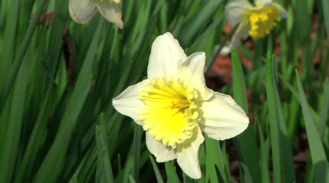 Daffodils CU Stock Footage 647886