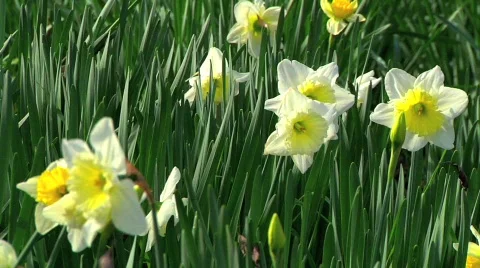 Daffodils CU Stock Footage 647899