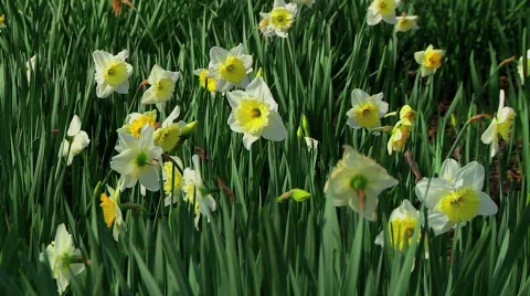 Daffodils CU Stock Footage 647916