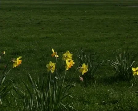 Daffodils CU Vídeo Stock 10909296