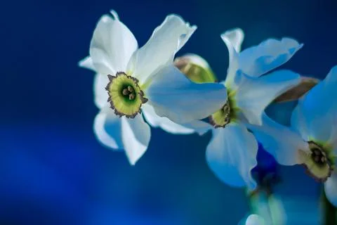 Daffodils on a dark blue background Stock Photos