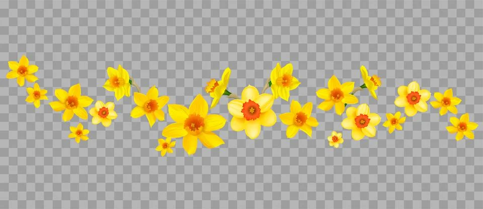 Daffodils decor on transparent background Stock Illustration