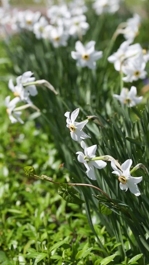 Daffodils of different types bloom in the spring in the garden. Stock Footage 131022330