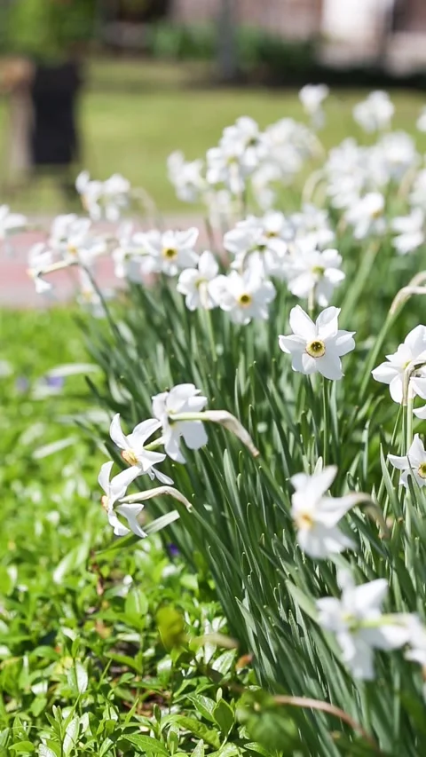 Daffodils of different types bloom in the spring in the garden. Stock Footage 131022332