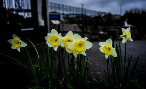 Daffodils at dusk Stock Photos