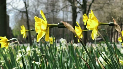Daffodils in Early Spring in Bristol UK Stock Footage 151789608
