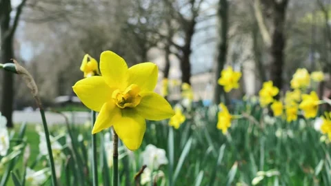 Daffodils in Early Spring Close Up Stock Footage 151789799
