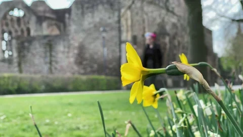 Daffodils in Early Spring Sunshine Stock Footage 151789184