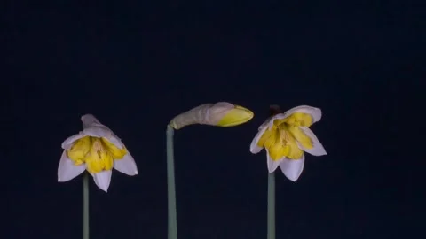 Daffodils easter bells spring Video stock 273698358