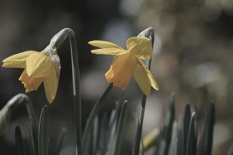 Daffodils at Easter time. Early bloomers with green leaves and yellow flowers Foto stock