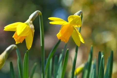 Daffodils at Easter time. Early bloomers with green leaves and yellow flowers Stock Photos