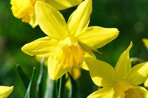 Daffodils at Easter time on a meadow. Yellow white flowers shine against t... Stock Photos