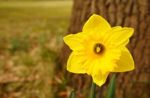 Daffodils at Easter time on a meadow. Yellow white flowers shine against t... Stock Photos