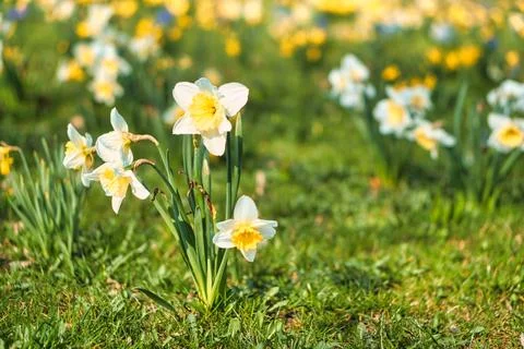 Daffodils at Easter time on a meadow. Yellow white flowers shine against th.. Stock Photos