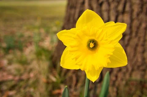 Daffodils at Easter time on a meadow. Yellow flowers shine against the gree.. Foto stock